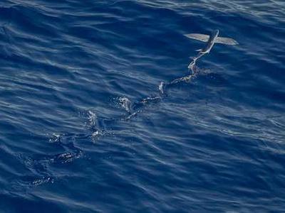 This Linux distro makes your old laptop feel like a Mac - and it's free