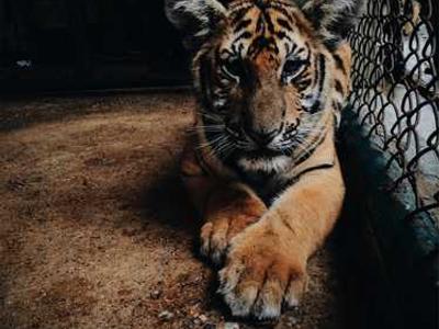 The First American Cookbook: Sample Recipes from American Cookery (1796)