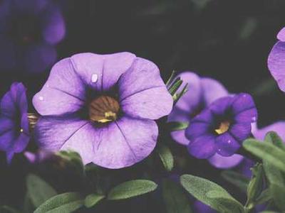 This Linux distro makes your old laptop feel like a Mac - and it's free