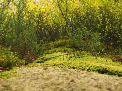 Watch All of Vivaldi’s Four Seasons Performed on Original Baroque Instruments