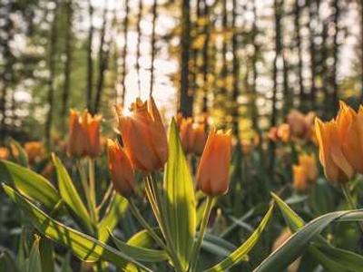 Browsing online at the airport? Here's why I use cellular instead of Wi-Fi (and you should, too)