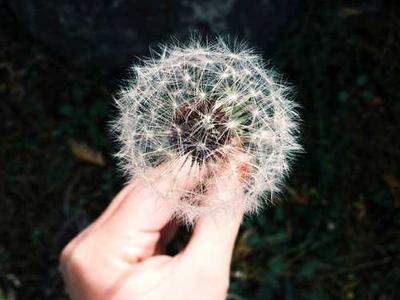 This Linux distro makes your old laptop feel like a Mac - and it's free