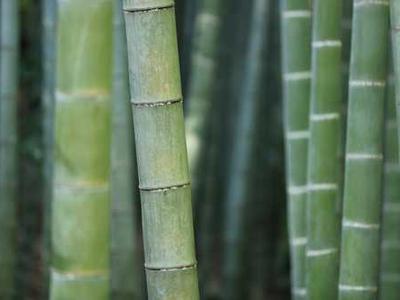 Why Some People Think in Words, While Others Think in Pictures & Feelings