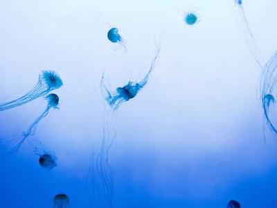 Explore 1,100 Works of Art by Georgia O’Keeffe: They’re Digitized and Free to View Online